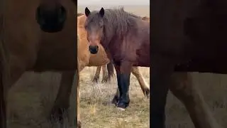Мугалжар Жылкысы #horse #mz #animals #reels #жеребец #shorts