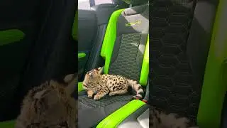F1 Savannah Kitten driving ❤️