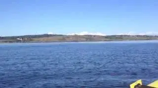 Whale Watching