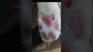 Maine Coon kitten teddy bear feet