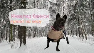 СПИНАЛЬНИК КВИНСИ ГУЛЯЕТ В ЗИМНЕМ ЛЕСУ | ИСПЫТЫВАЕМ СРЕДСТВА ПЕРЕДВИЖЕНИЯ ДЛЯ ИНВАЛИДОВ