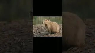капибара как деньги 💸#реки #shorts #memes