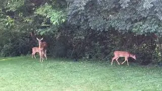 Deer Family - Pittsburgh, Pa