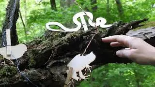 E-lekcja: ekosystem