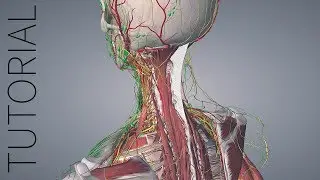Selecting Structures - Essential Anatomy 5 Tutorial