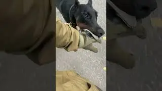Хожу с доберманом за ручку