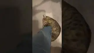 Kitty attacks my foot! #epiccatfights #cat #funnycatfight