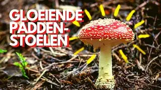 WOODLAND & AUTUMN: GLOWING MUSHROOMS: from TAKING THE PHOTO to EDITING-Dutch vlog-English subtitles