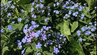 2 часа!  Поле незабудок звуки природы)Пение птиц .forgetmenot.relaxing birdsong
