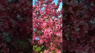 Яблони в цвету : Scarlet и Royalty. Ботанический Сад. Май 24 г.