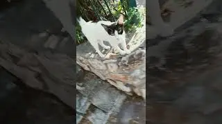 КОШКА БАКИ И БАНДИТ