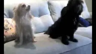 Lindo and Bruce Wayne howling
