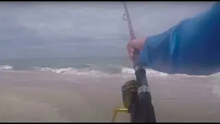 Shark RIPS Drag off of Ocean City Maryland