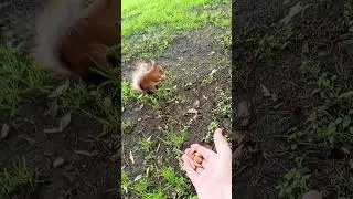 Бельчонок и орех в парке Койкого