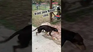 😱😱Jack Russel Attacked #dog #youtubeshorts #youtube #shorts #short #viral #viralvideo l