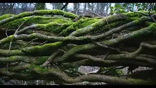 Winter Woodland