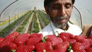 Suffering Migrant Farmers