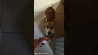 Огромная косточка для корги 