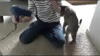 Сушим кота феном