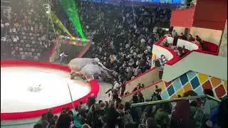 #слоны  Слоны балуются у нас в Казанском Цирке....😅🤣❤🐘🐘🐘