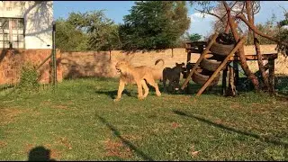 Leões filhotes brincando - Africa do Sul