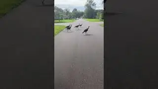 Turkey Walk!
