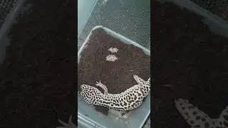 Eublepharis macularius.  Вечером порадовала меня Зефирка .