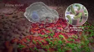 anime webm Hataraku Saibou 1