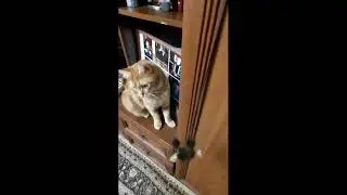 Funny cats