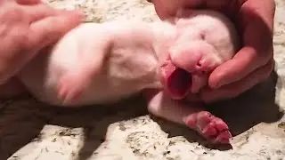 Guy Saves Tiny Puppy With CPR