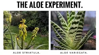 The Aloe Experiment. Testing Aloe Striatula & variegata.