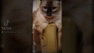 #meugatoaguardandoojantar 🦊🐀