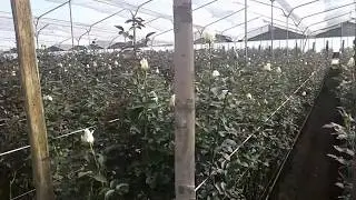 Немного белого цветка в теплице на плантации роз в Эквадоре