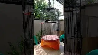 Kolibri Ninja Pulau Bintan Kepri tempat paling banyak Kolibri