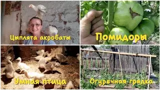 Пилим дрова. Огуречная грядка - крокодил 🐊. Хвастаюсь урожаем помидор 🍅.  Цыплята. Утята.