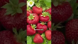 3 SWEETEST STRAWBERRY VARIETIES YOU'LL DEFINITELY LOVE 🍓💃🏽