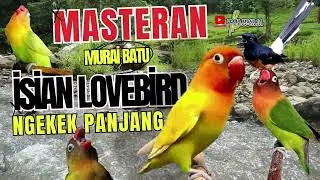 Masteran Murai Batu Love Bird Ngekek Panjang jeda 1 2 menit‼️ #pancinganmuraibatucepatbunyi