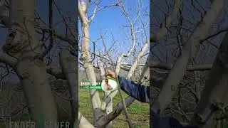 MODİFİYE LİDER BUDAMA NEDEN ÖNEMLİ ?