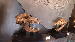 Tucson Gem, Mineral and Fossil Showcase.  The gem show in Tucson is the world's largest.