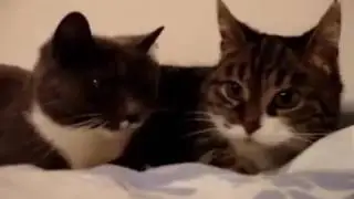 18+ Иди нахуй! Cats obscene language (Ненормативная лексика!)