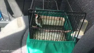 Goldfinch Singing