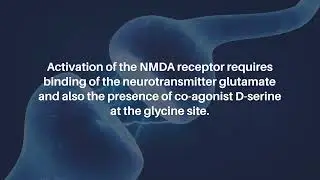Serine Racemase in Aging Rat Brains | Aging-US