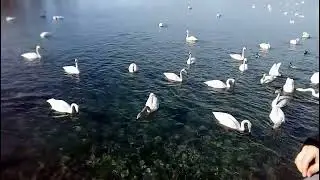 Экскурсия на Озеро Светлое (Лебединое)в Алтайском крае.