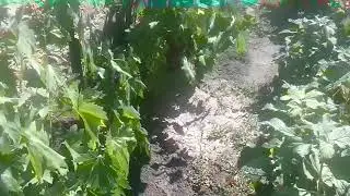 Сигнальная ягода винограда Дубовский розовый