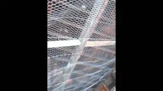 Torture to birds cruelty killing them