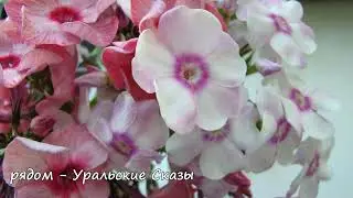 Отражения. Флокс Актриса