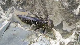 Личинка Стрекозы