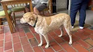 Working dog