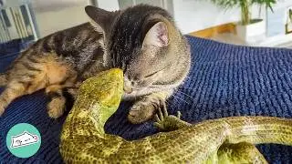 Gentle Cat Waits By Lizard Bro’s Enclosure Every Morning | Cuddle Buddies