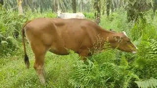 Rambon Bali tanpa tanduk